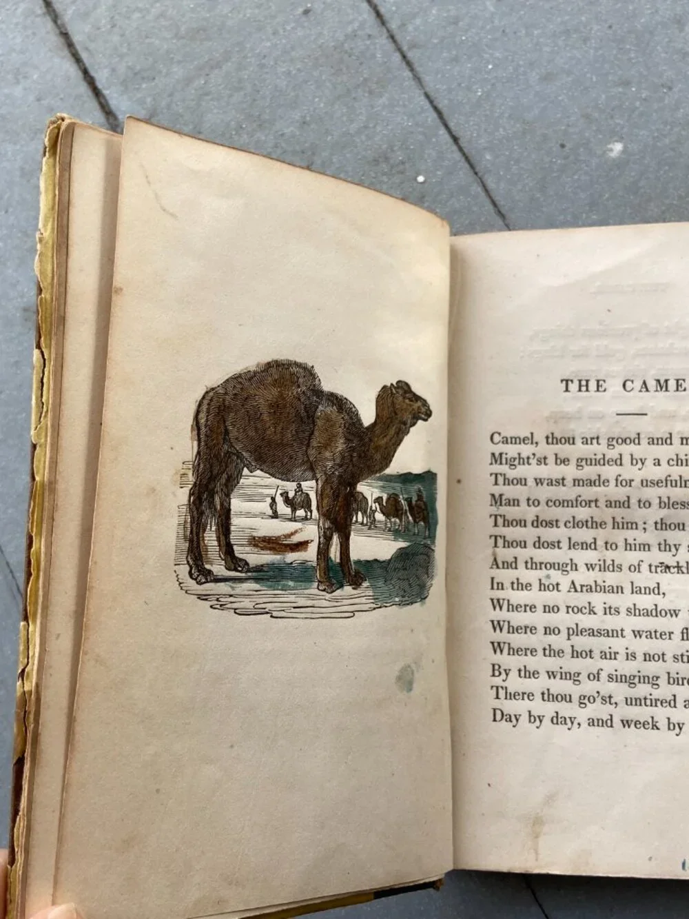 Antique 1847 Mary Howitt Sketches of Natural History Victorian Illustrated Book